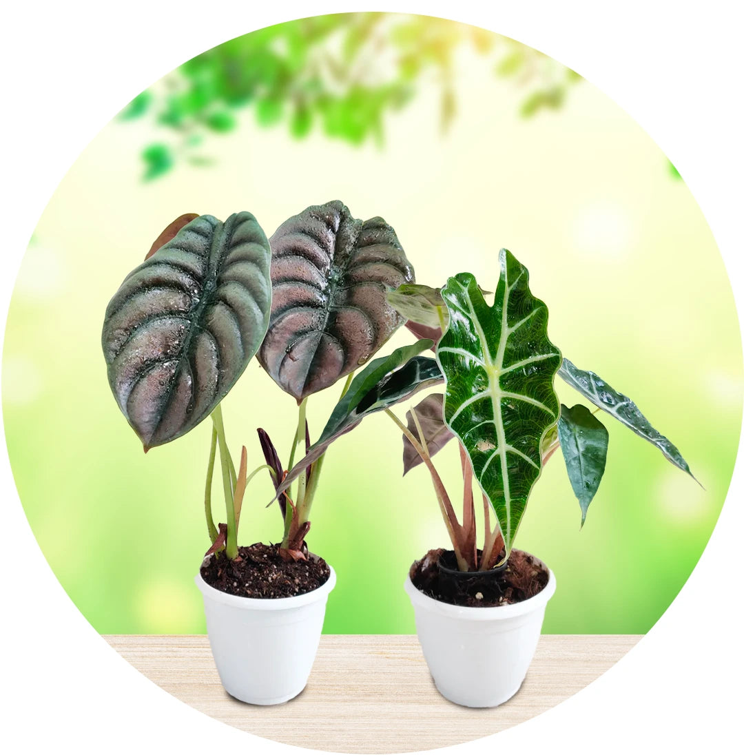 Alocasia Plants