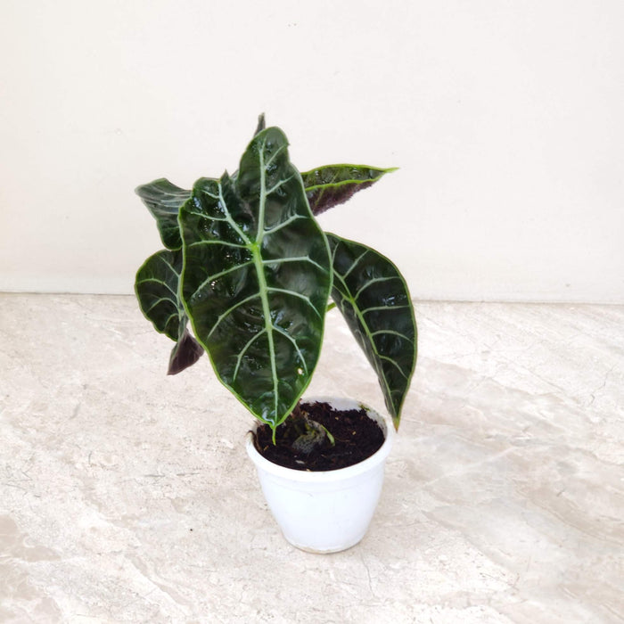 Alocasia Watsoniana Plant  8.5 cm pot