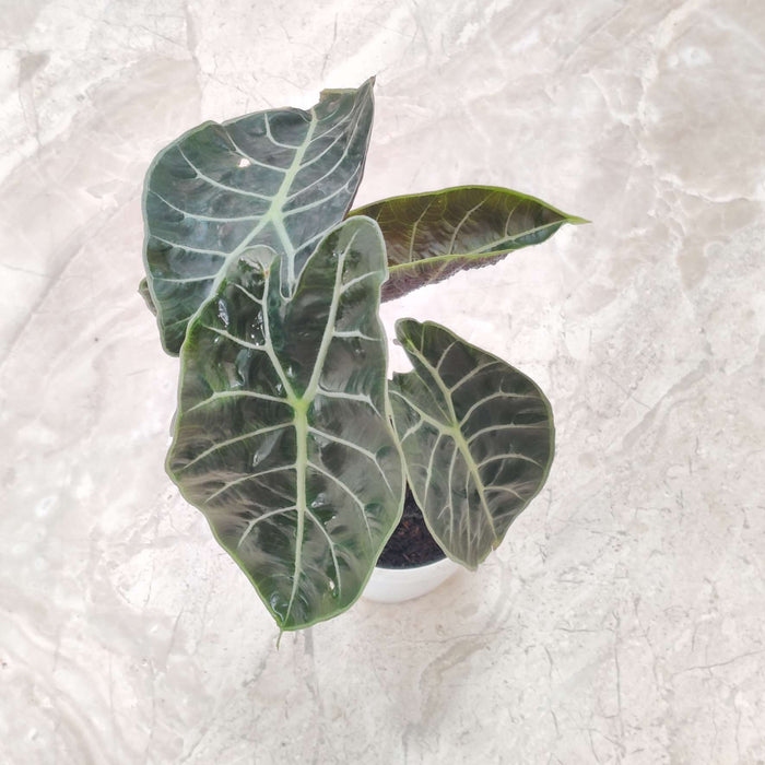 Alocasia Watsoniana Plant  8.5 cm pot