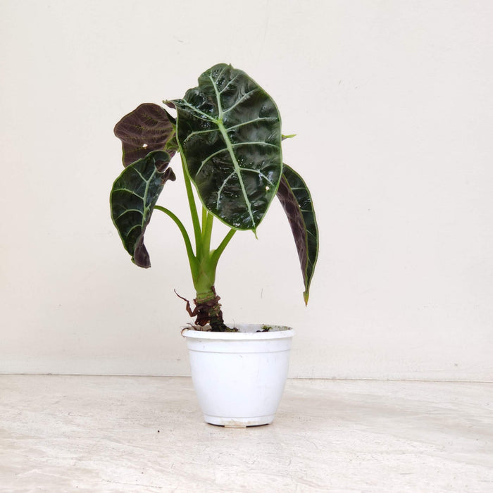 Alocasia Watsoniana Plant  8.5 cm pot