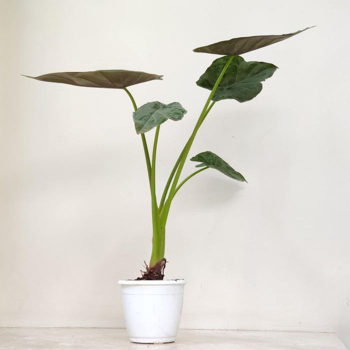 Alocasia Wentti Plant
