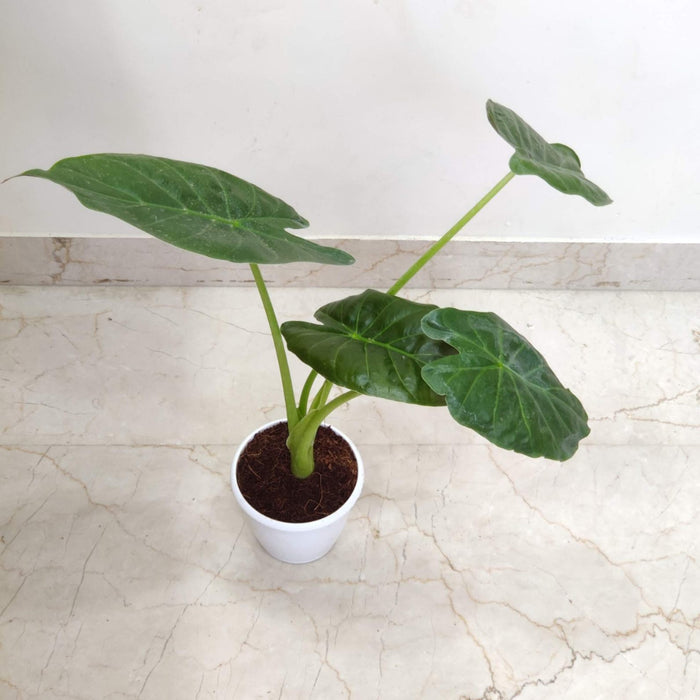 Alocasia Wentti Plant