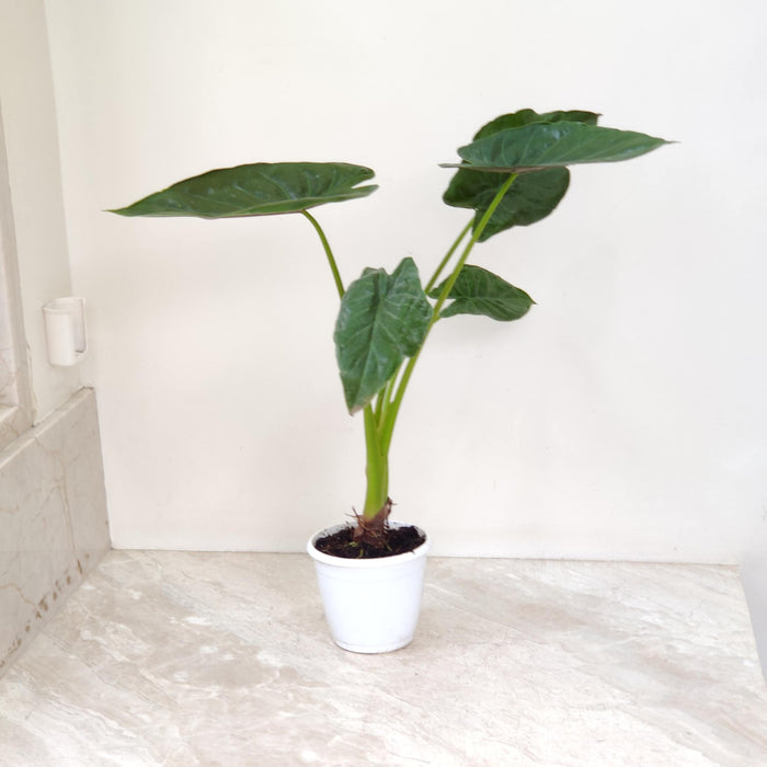 Alocasia Wentti Plant