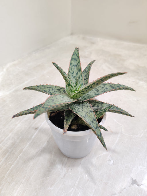 Green Aloe with Pink Tips