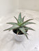 Green Aloe with Pink Tips