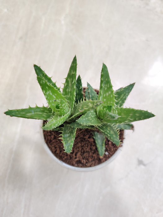 Robust-Aloe-Juvenna-Succulent-for-Home