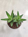 Robust-Aloe-Juvenna-Succulent-for-Home
