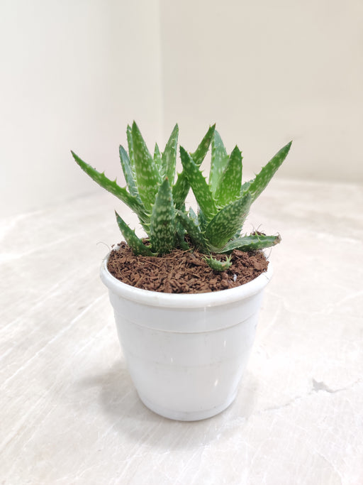 small aloe vera succulent Aloe Black Beauty Succulent – Perfect Indoor Green Decor – ChhajedGarden.com