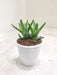 Tiger-Tooth-Aloe-Juvenna-Potted-Indoor-Plant