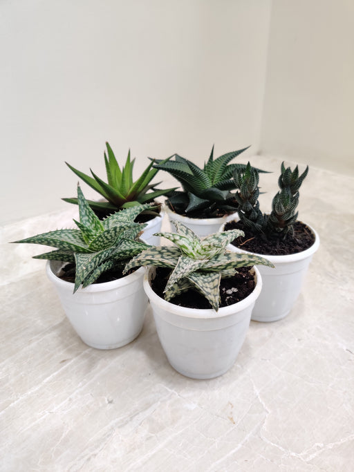 Assorted Aloe Succulent Set Indoor Plant 
