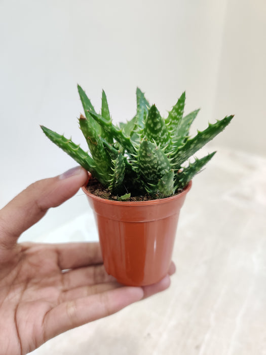 Tiger Tooth Aloe - Perfect for Compact Spaces Indoor Succulent