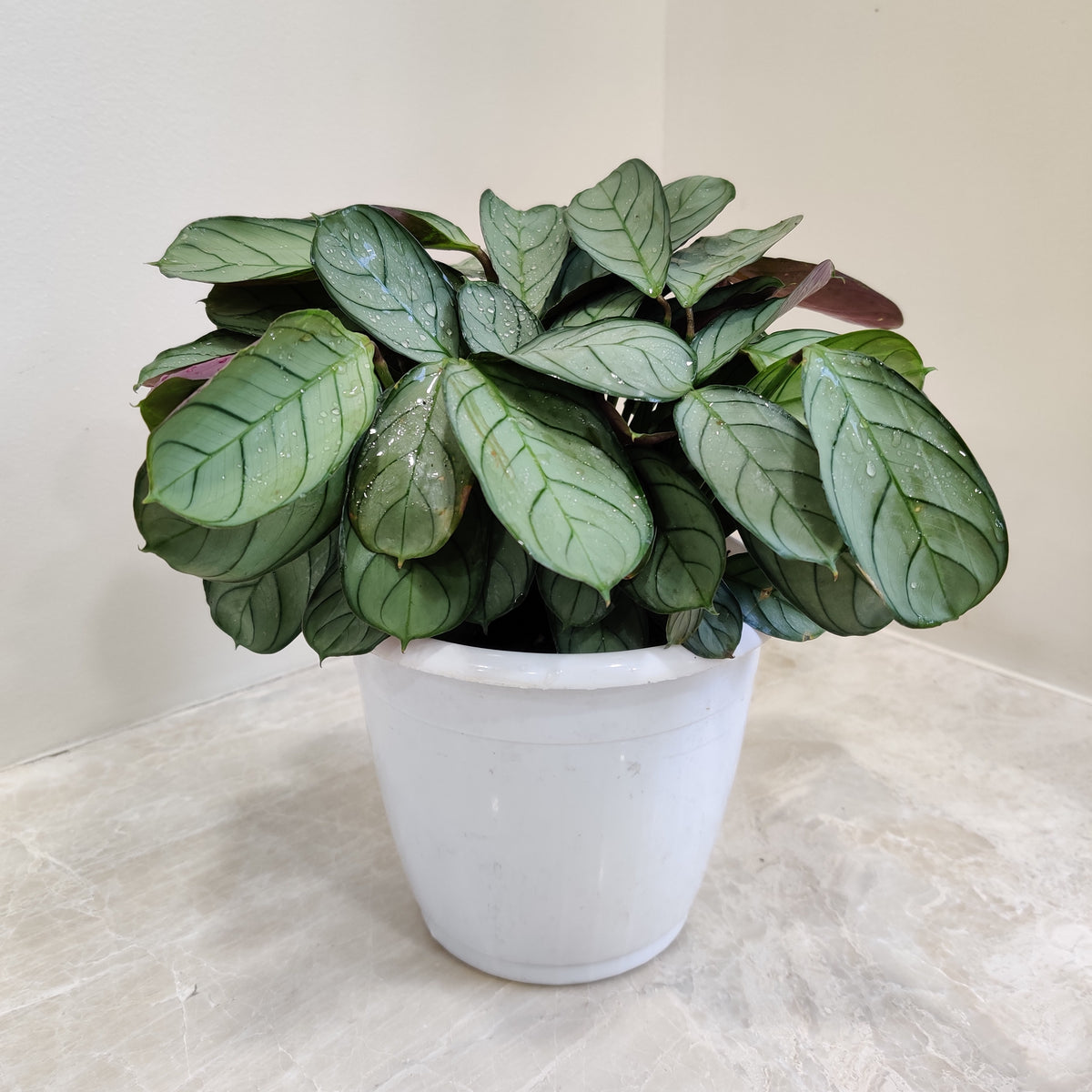 Buy Calathea Amagris Plant Online India at Lowest Price – ChhajedGarden.com