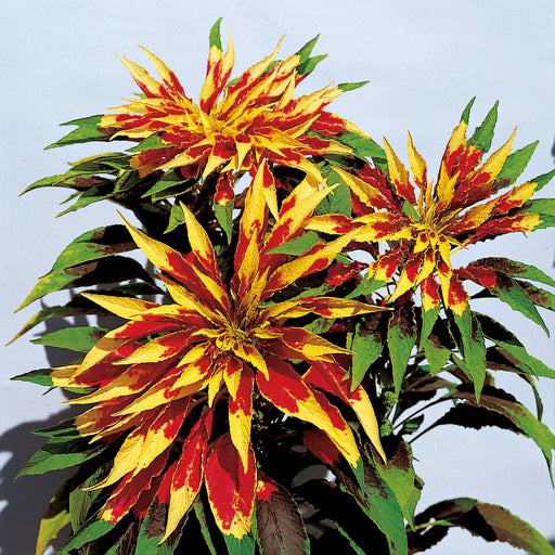 Amaranthus Splendens Tricolor Seeds