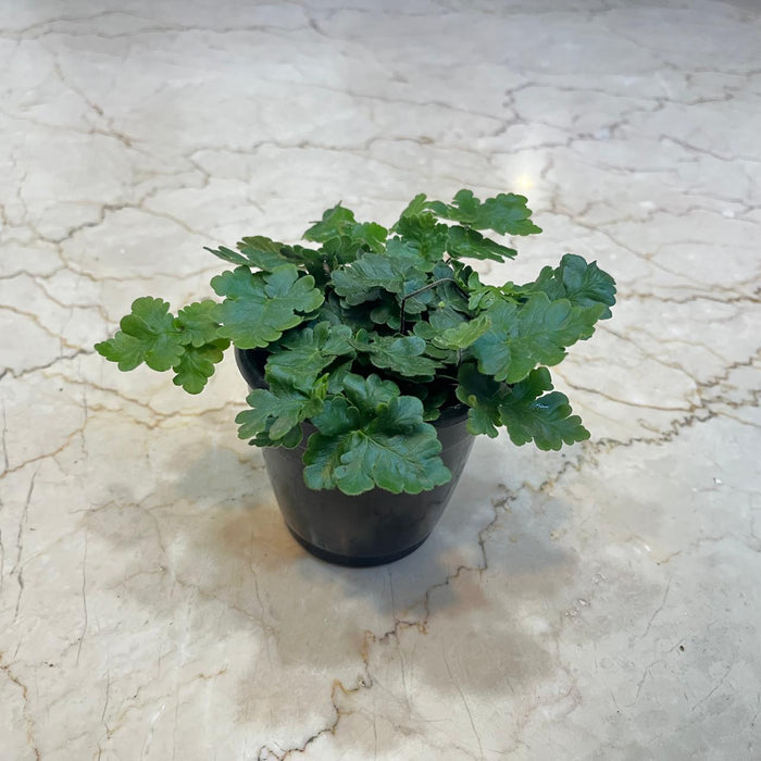 Antenna Fern Plants 10 cm pot
