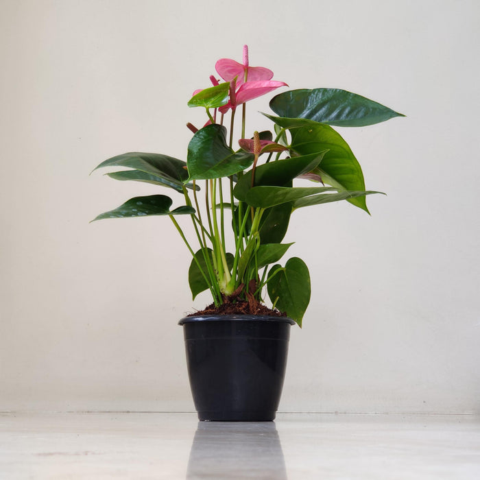 Anthurium Dark Pink Plants 12 cm pot