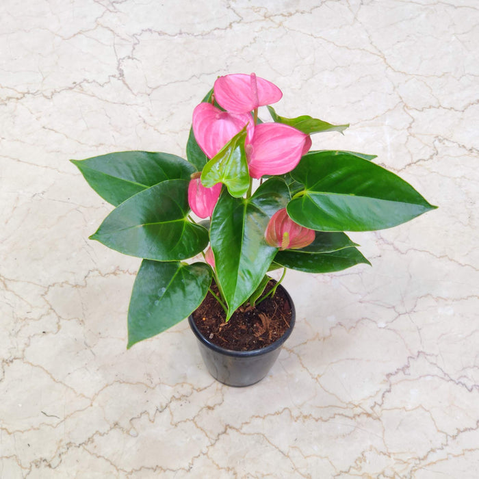 Anthurium Dark Pink Plants 12 cm pot