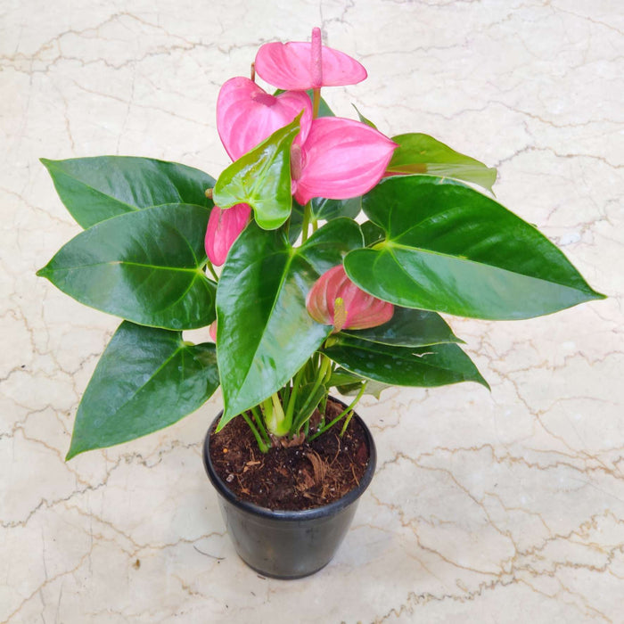 Anthurium Dark Pink Plants 12 cm pot