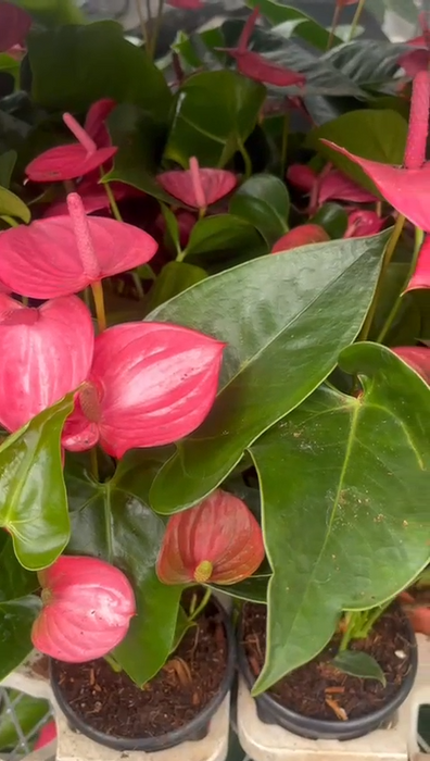 Anthurium Dark Pink Plants 12 cm pot
