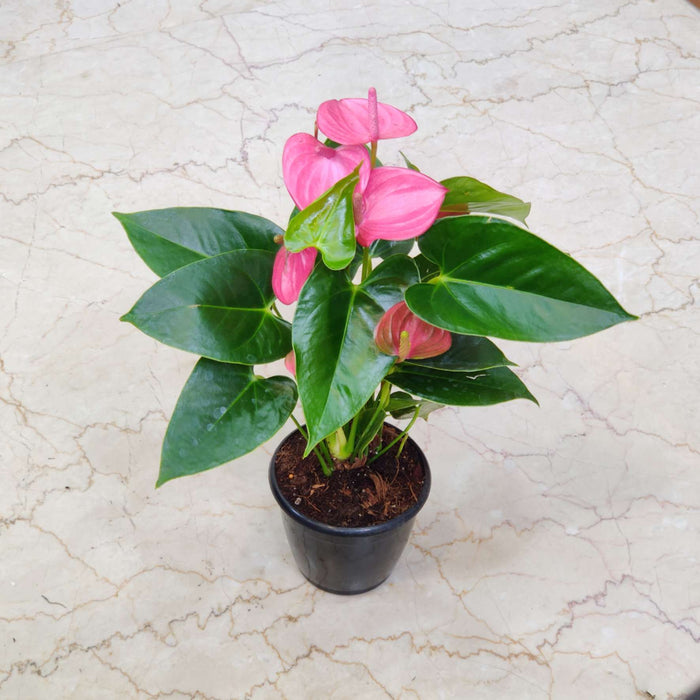 Anthurium Dark Pink Plants 12 cm pot