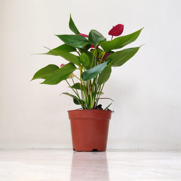 Anthurium Dark Red Plants Mini 12 Cm Pot