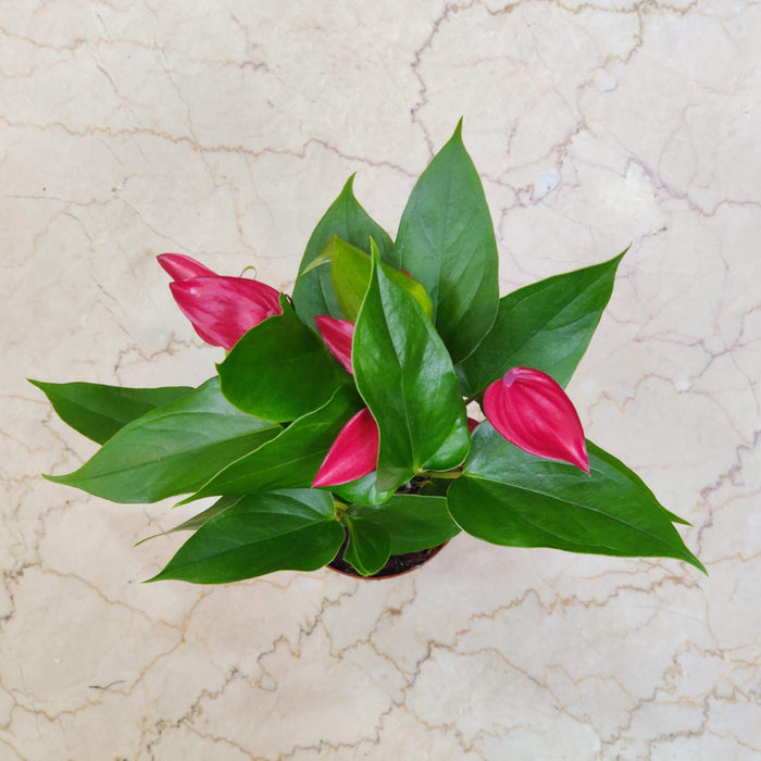 Anthurium Dark Red Plants Mini 12 Cm Pot