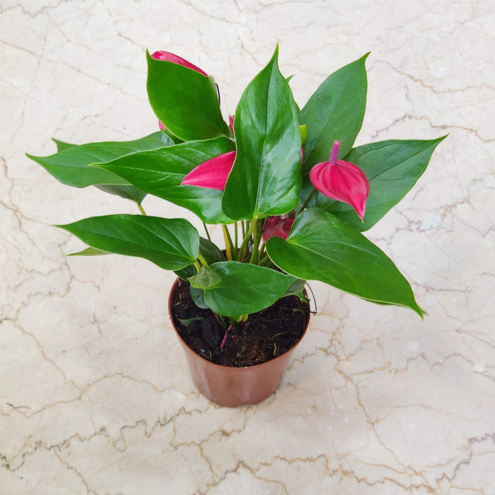 Anthurium Dark Red Plants Mini 12 Cm Pot
