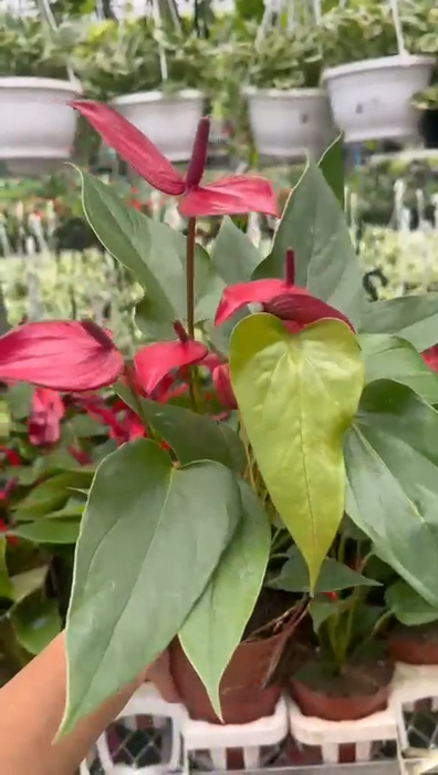 Anthurium Dark Red Plants Mini 12 Cm Pot