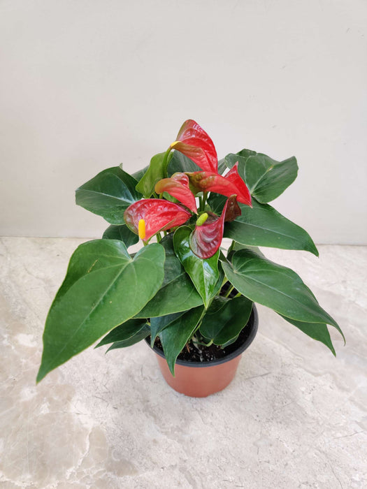 Anthurium Fuxing Plant  12 cm pot