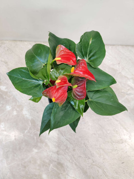 Anthurium Fuxing Plant  12 cm pot