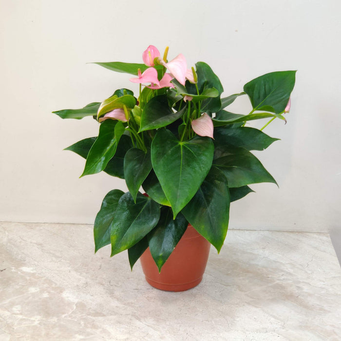 Anthurium Iight Pink Plants 15 cm pot