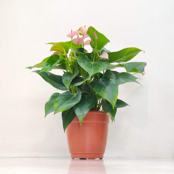 Anthurium Iight Pink Plants 15 cm pot