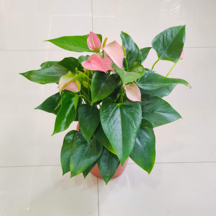 Anthurium Iight Pink Plants 15 cm pot