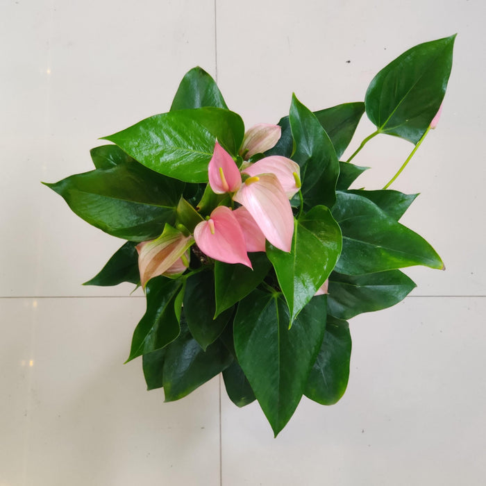 Anthurium Iight Pink Plants 15 cm pot