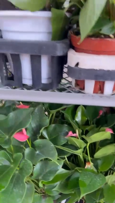 Anthurium Iight Pink Plants 15 cm pot