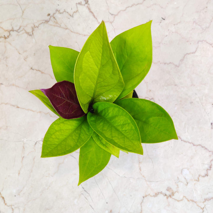 Anthurium Jenmanii Gold 12 cm pot