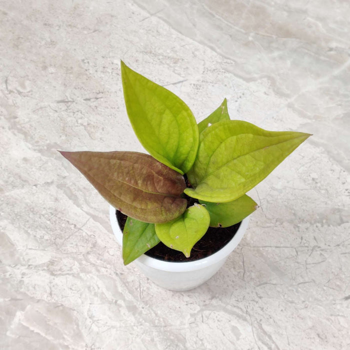 Anthurium Jenmanii Gold Plant In  8.5 cm pot