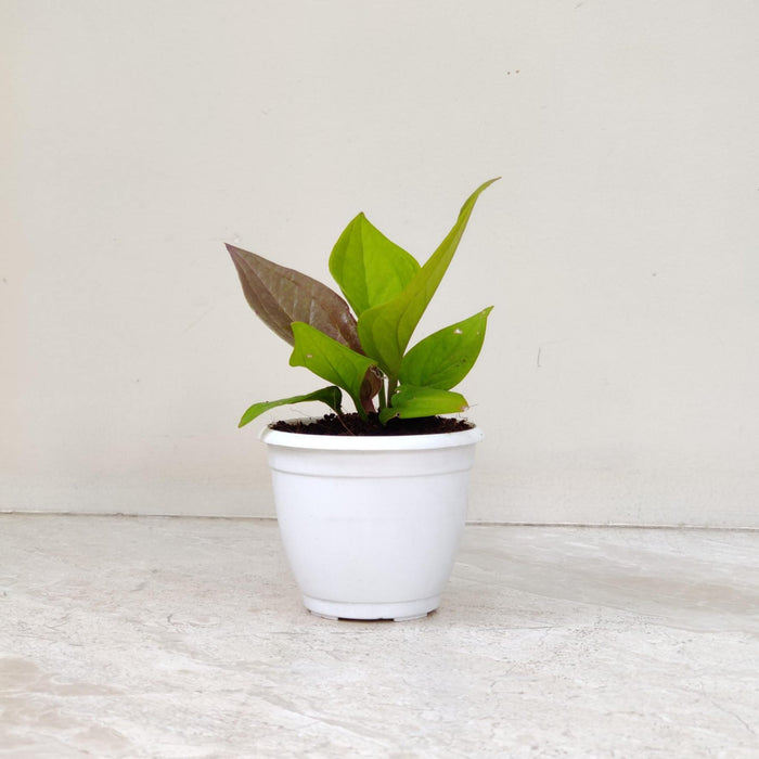 Anthurium Jenmanii Gold Plant In  8.5 cm pot