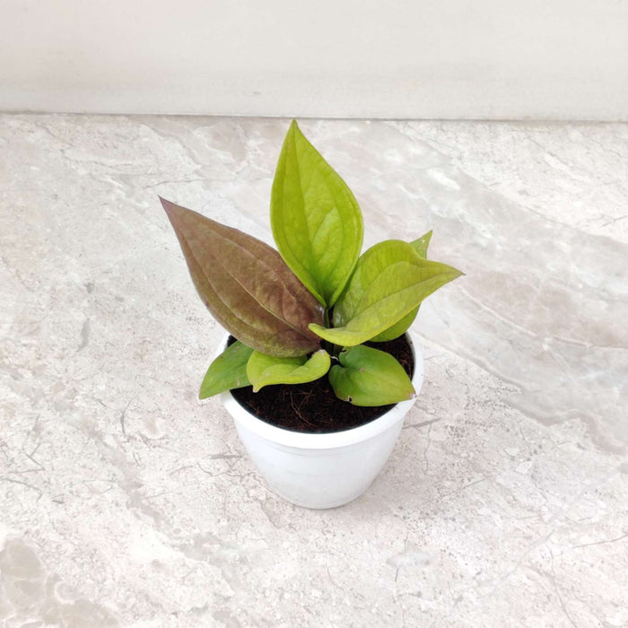Anthurium Jenmanii Gold Plant In  8.5 cm pot