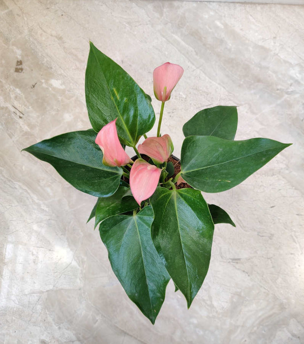 Anthurium Pink Plant In 12 cm pot