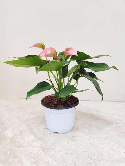 Anthurium Pink Plant In 12 cm pot