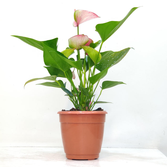 Anthurium Pink Plants 15 Cm Pot