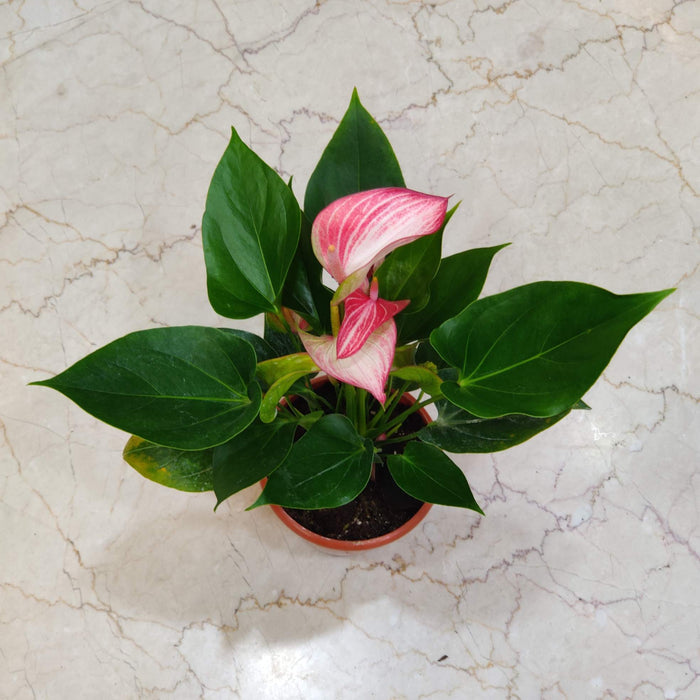 Anthurium Pink Plants 15 Cm Pot