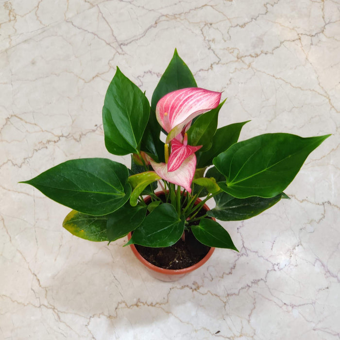 Anthurium Pink Plants 15 Cm Pot