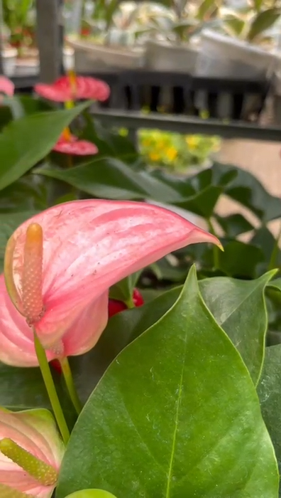 Anthurium Pink Plants 15 Cm Pot