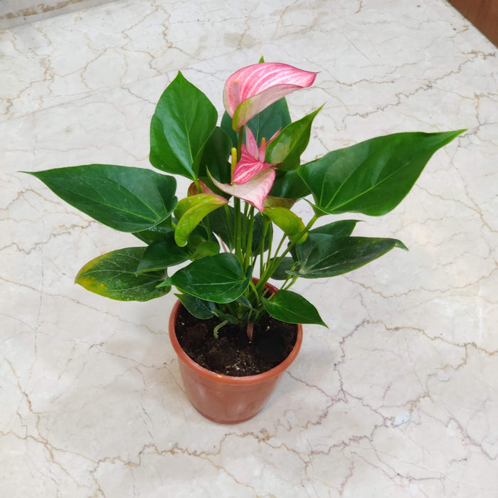 Anthurium Pink Plants 15 Cm Pot