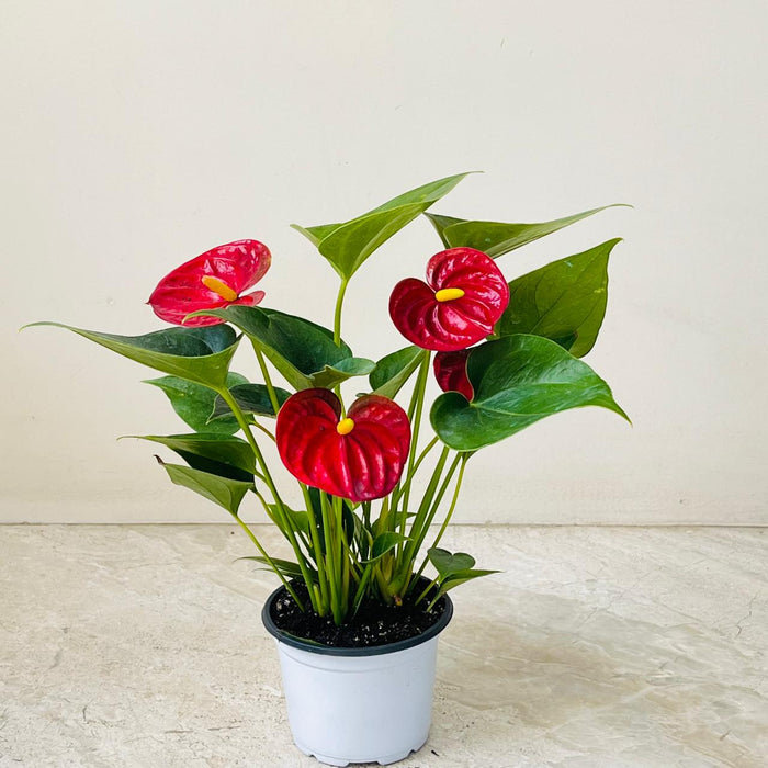Anthurium Red 12 cm pot