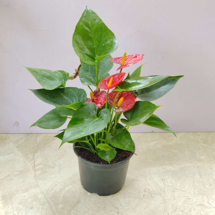 Anthurium Red Plant