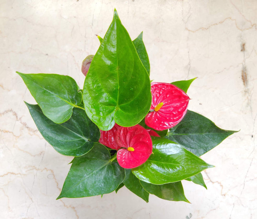 Anthurium Red Plant