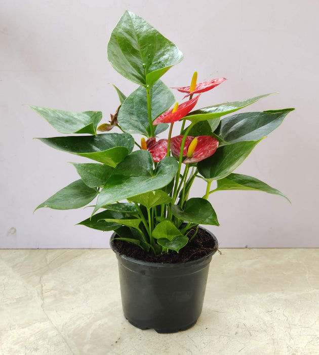 Anthurium Red Plant