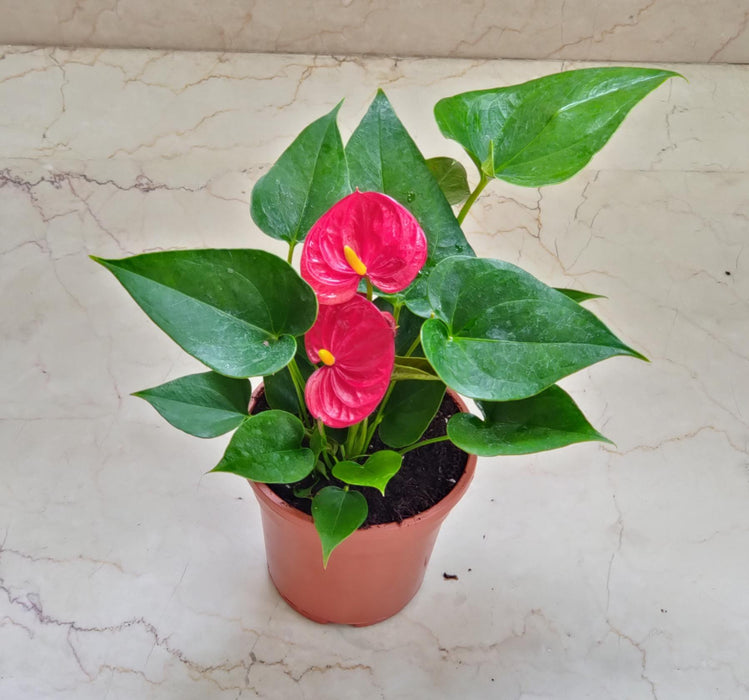 Anthurium Red 15 Plant  Cm Pot